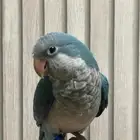 كويكر ازرق