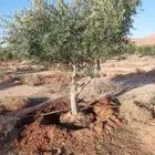 شجر زيتون