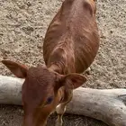 حسيله العمر ثلاث شهور  الصحه شرط   على السوم