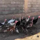 دجاج رومي وديوك