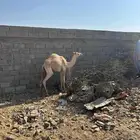 اعرض لك قعود عمرها 8 شهور