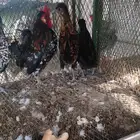 دجاج كويتي مميز