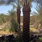 تكريب النخيل