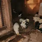 فروخ كوشامو (تم البيع)