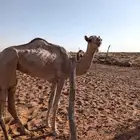 بكره للبيع