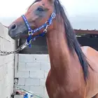 للبيع حصان عربي شعبي