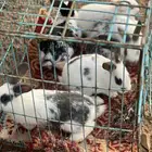 ما شاء الله انثه ببيونه للبيع علي السوم معها 6 صغار