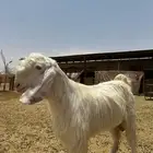 للبيع تيس فحل جذع للي يبي يطور حلاله ولايجي الا الصامل