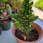 العالم الاخضر