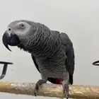 للبيع كاسكو يطلع على اليد