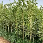 أشجار سواتر