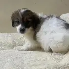 Maltese dog for sale