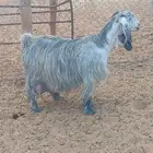 معزا حليب شرط