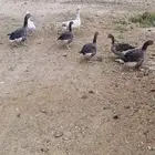 وز بلدي حاضن