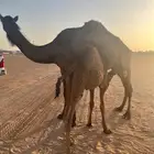 عشرا ملحى
