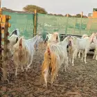 معزا مصريات بيضاء صافية