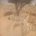 توريد وتركيب جميع انواع النخيل وتركيب الشبوك بانواعها