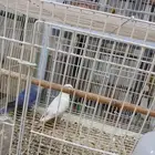 زوج روز مع انتاجه