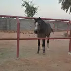 حصان شعبي للبيع