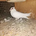 حمام زينه للبيع