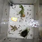 اسماك جوبي (قوبي)