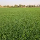 ثيل سي 2000 صافي وطبيعي درجة اوله يوجد تركيب وتوريد داخل الر