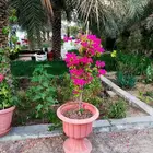 تنسيق حدائق منزليه بالاحساء