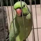 دره هنديه ذكر وانثى