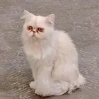 ذكر بيكي فيس للتبني