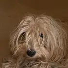 كلبه اليفه حبوبه من نوع مالتيزي