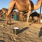 ناقه عشرا مجموع بالحليب ومشروطه شرط