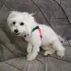 كلب شيواوا لطيف جدا