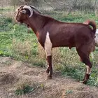 تيس ادهم صنفف رباع