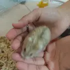 هامستر روسي