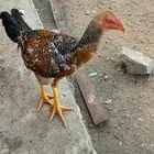 دجاج فروخ للبيع