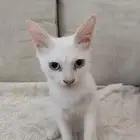 بسه