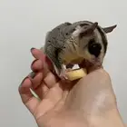 سناجب شوقر قلايدر جوز