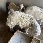 طلي حري للبيع جذع شرط