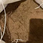 تخ او نخاله السمسم علف لتسمين المواشي