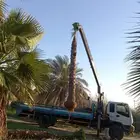 عندنا جميع انواع نخل عربي وشنطني وشتلات متوجدين ابها نجران