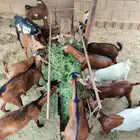 تيوس العدد 15 الذكور8 الاناث7 السوم 750
