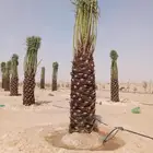 نخيل عربي وشطني زينه لتوصل