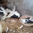 حمام رقاص مكتف شماسي مع انتاجه