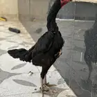 دجاجه شامو هزاز الماني