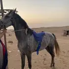 حصان جزيري