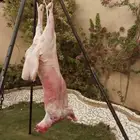 معلم مشويات