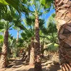 نخل وشنطني وعربي وبرحي وسكري بلدي