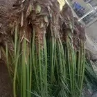 مشتل افندينا ازرعه الشتلت ونخيل وتزين الحديق