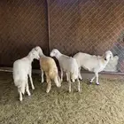 ذبايح ثلاجه شي نظيف ومشروط