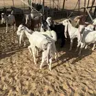 تيوس للبيع